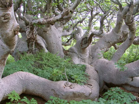 baobab rampant Iles de la Madeleine - Sénégal © G Mauvais UICN
