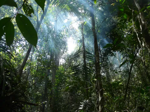 Amazonie Forêt biodiversité